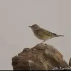 برحي للبيع