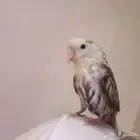 السلام عليكم العصفور هذا مفقود بحي المزعبر