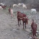 تيس فحل للبيع