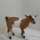 ماعز قزم