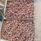 تمر خلاص للبيع