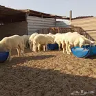 يوجد ذبائح للبيع مع خدمة سلخ وتوصيل لحد الموقع