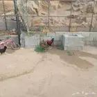 دجاج مھجن