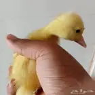 ماشاء الله بط اليف مطعم عمر اسبوع