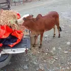 بقرة مع بنتھا