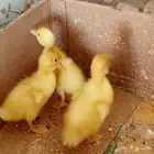 بط بكيني اليف