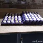 بيع بيض بلدي