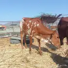 بقر خبيش للبيع