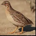 موجود سمان امهات بياضات مشروطه