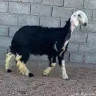 للبيع نجدي صنف((تم البيع تم البيع))