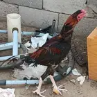 السلام عليكم اليوم أعرض دجاج باكستاني