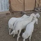 خرفان بلديات فل نظيفه