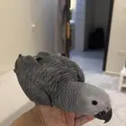 ببغاء كاسكو مفقود