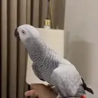 كاسكو اليف ومتكلم بلوجه وحجم سوبر جامو رقبه طويله