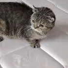 شكوتش بذيل قصير