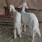 خرفان بلديات نظيفة