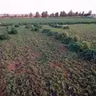 برسيم أخضر للبيع