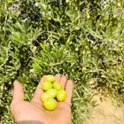 زيت زيتون الجوف مزارع باير.لون  وطعم   وجوده .الكميه محدوده