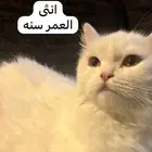 مجموعه قطط