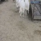 4 خرفان بلديات كفو نظيفه
