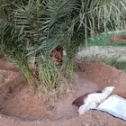 جميع انواع النخيل