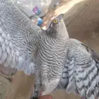 باز للبيع نوع ذكر