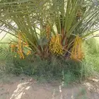 فراخه جثايث نقايل