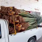 يوجد لدينا جميع انواع النخيل المثمر