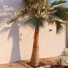 يوجد جميع انواع النخيل الزينه والعربي