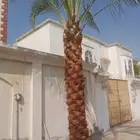 قيص شجر وتقليم نخل وترتيب حدائق