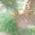 نخيل