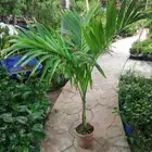 مشتل زهره الربيع للزراعه