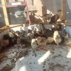 صيصان دجاج بلدي