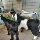 تيوس عوارض للبيع