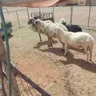 يوجد قنم في القاعد 3وحد حريه وحده نعميه سنهن سدس ديود سلم