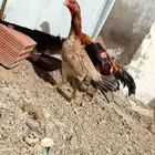 شامو ياباني