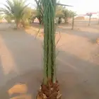 توريد نخيل اخلاص صقعي مجدول هلالي برحي
