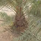 نخل للبيع لجميع مناطق المملكة