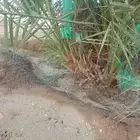 جثايث نخل وفسايل طيبه سكري صقعي خلاص