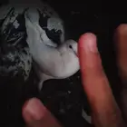 حمام ازواج كفو