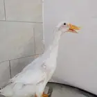 سلام عليكم عندي بطه للبيع