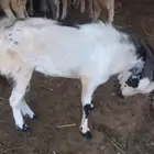 البيع عل السوم