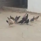 دجاج بلدي للبيع