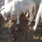 طليان تربيه للبيع