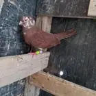 حمام شامي