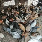 صوص 140البيع بلدي وفيومي 7.50