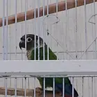 كنيور و امازون و دره و سنغالي