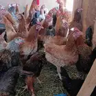 يوجد دجاج بلدي وفيومي وبسعر طيب ودجاج طيبه ومحصنه