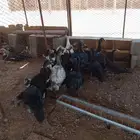 بط بكيني