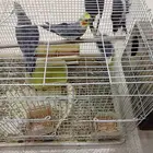 طيور كروان 4 ذكور وحده انثي نظيفه وعيونك متغشك